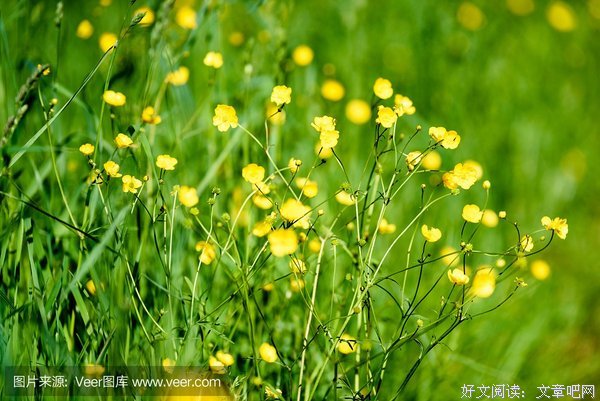 花萼与三叶读后感锦集