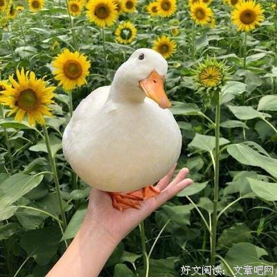 关于色彩斑斓的唯美语录