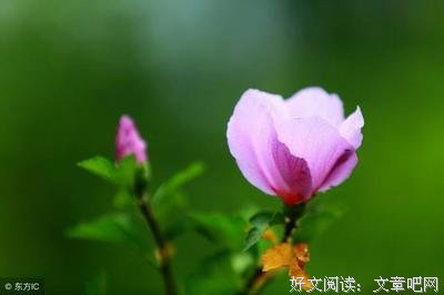 许我一座漂亮的小屋的读后感大全