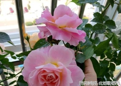 别让错误的营养观害了你读后感摘抄