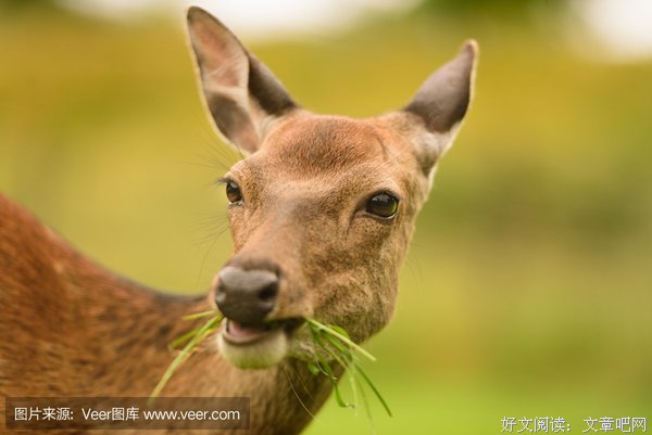 《我们如此热爱格伦达》读后感锦集