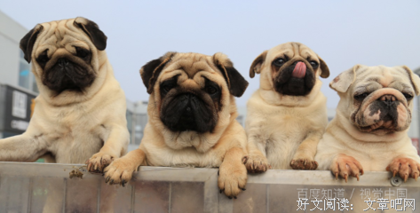 《猫咪为什么有尾巴？》读后感100字