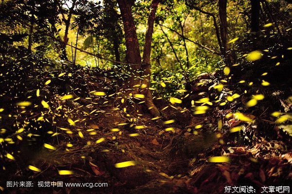 《昆虫的声音》的观后感大全
