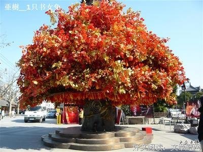 《许愿树》读后感摘抄