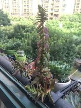 她他来的句子