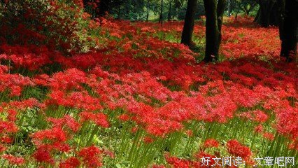 彼岸花名言大全
