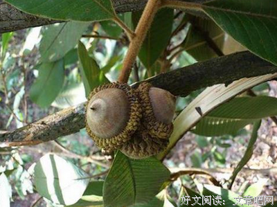 最全的《野果》经典语句