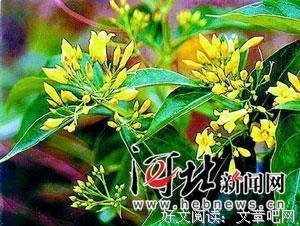 最新的《野蔓》经典名句