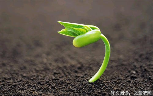 用一枚种子的韧性，去迎接春天