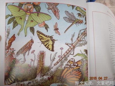 17岁，成为星或兽的季节读后感精选