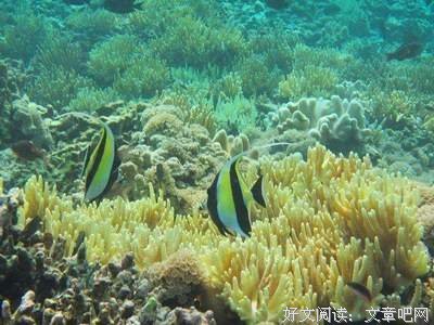 《赤脚医生》读后感100字