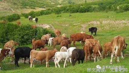 无依之地读后感100字