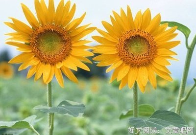 关于冷了淡了心碎了的优美句子