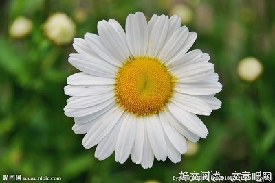 最全的《雏菊》经典的句子大全