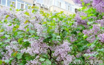 最新的《雨巷》经典的句子大全