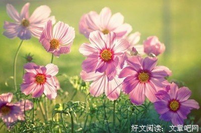最经典的《青瓷》语录摘抄
