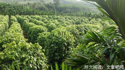 《胡椒的全球史》读后感锦集