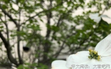 《花水木》经典影评1000字