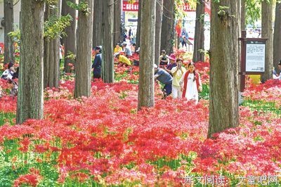 花开彼岸的句子