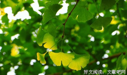 诗意