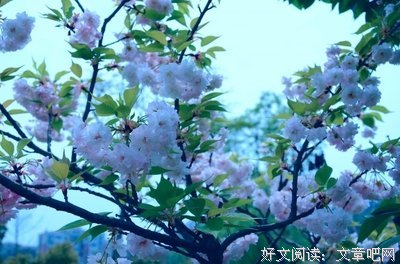 最全的《魅生》经典语句