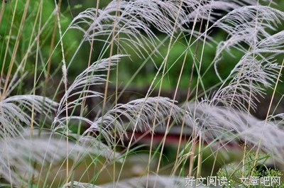关于鞠躬尽瘁的座右铭
