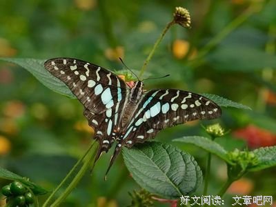 关于一首歌一段情的优美句子