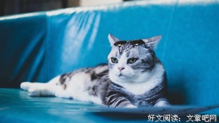 猫的遗产经典读后感有感