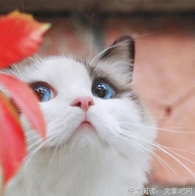 愿为西南风读后感精选