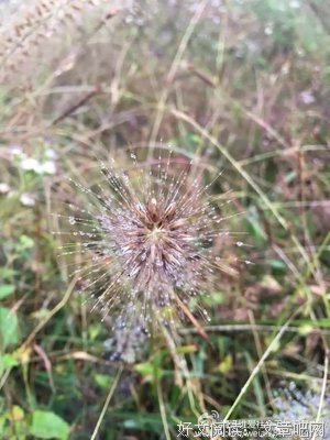 锦衣卫的读后感大全
