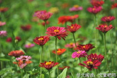 百花齐放的句子