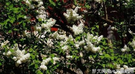 未曾花开看他以落泪名句欣赏