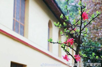 一花一木的句子