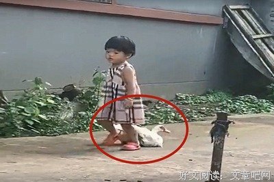 关于鹅呵呵的句子