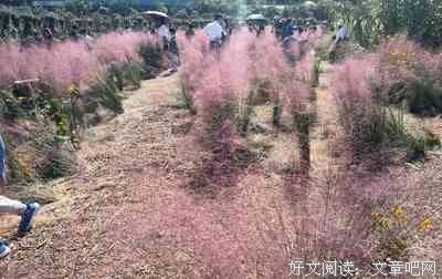 改变近代文明的六种植物读后感摘抄