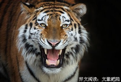 世界诞生于午夜读后感100字