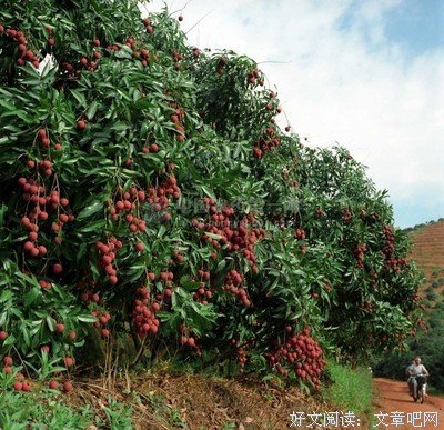 最全的果味喵名言名句