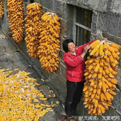 《秋喜》影评100字