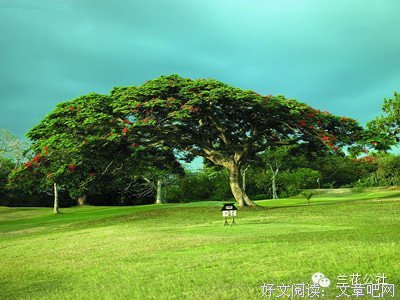 生如夏花 青城想十岁恋优美的句子