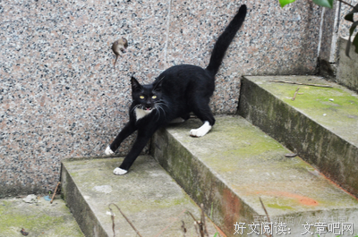 《鼠疫》读后感锦集