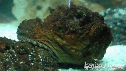 小骑士与巨龙读后感1000字