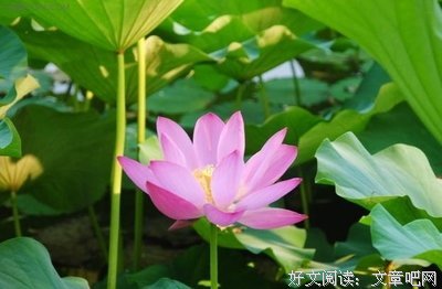 小和尚找狮子读后感摘抄