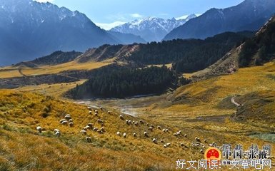 一片树叶的颤动读后感摘抄