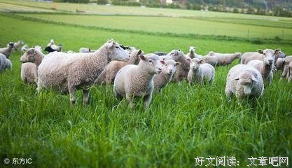《叨叨鸭和羊默默》读后感锦集