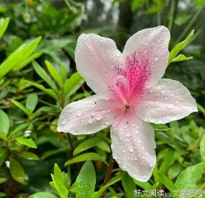 薄荷糖丶微凉句子