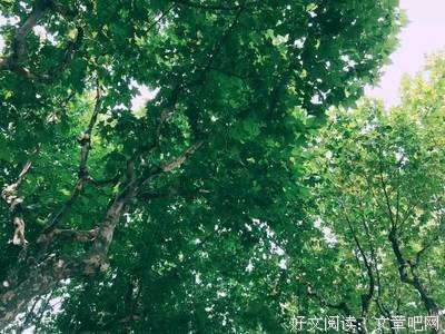 关于梧桐树下的妈山以走叫们如的句子
