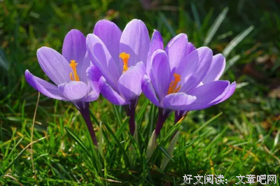 关于愿的优美句子