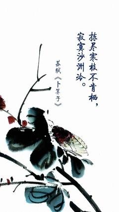 最经典的《卜算子》经典名句大全