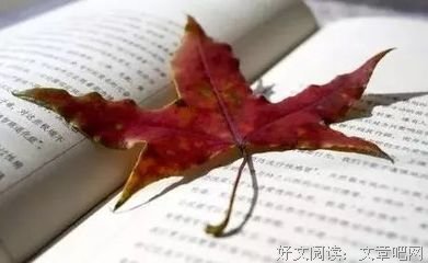 《委托人DOCTOR》读后感100字