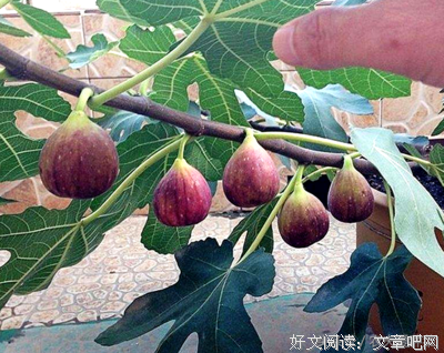 《四种爱》读后感锦集